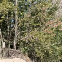 درخت کبوده|گل و گیاه طبیعی|فلارد, |دیوار