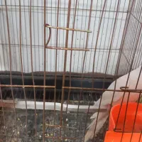 عروس هلندی البینو