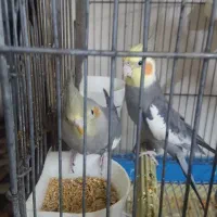 عروس هلندی|پرنده|پاکدشت, حصار امیر|دیوار