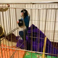 طوطی برزیلی|پرنده|رشت, انصاری|دیوار