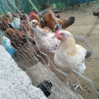 مرغ و خروس گلپایگان ۷ماهه و جوجه۳ماهه|حیوانات مزرعه|رودسر, |دیوار