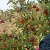 فروش باغشهری