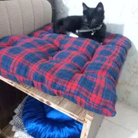 واگذاری بچه گربه خانگی|گربه|گلبهار, |دیوار