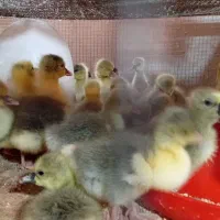 جوجه غاز درشت