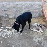 سک ماده قره قیز|سگ|بستان آباد, |دیوار