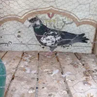 نر سوسکی|پرنده|کاشان, گارزگاه|دیوار