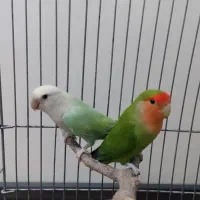 طوطی برزیلی ماده نژاد مارال بارنگ خاص و نر|پرنده|قرچک, شهرک الحدید|دیوار