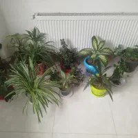 گل طبیعی و سرحال