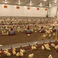 فروش زمین مرغداری