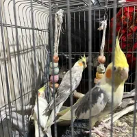 عروس هلندی مولد همراه جوجه