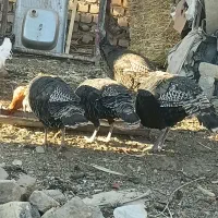 بوقلمون محلی|حیوانات مزرعه|قم, قم نو|دیوار