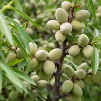 خرید بدون واسطه نهال بادام