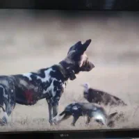 نصب همه نوع آنتن