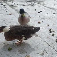 اردک رسمی|حیوانات مزرعه|ماهدشت, |دیوار