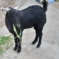 بزغاله|حیوانات مزرعه|زاهدان, |دیوار