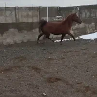 اسب مادیون شکم خالی4ساله دره شور
