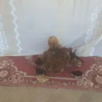 جوجه‌لاری