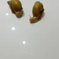 حلزون آلبینو