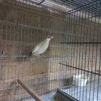 فنچ نرگسی مولد،  گلبسر گهنه|پرنده|بجنورد, |دیوار