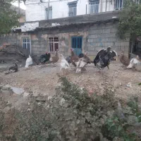 بوقلمون محلی