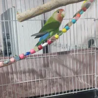 طوطی برزیلی سخنگو|پرنده|سنندج, |دیوار