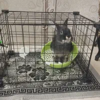 خرگوش لوپ مشکی|موش و خرگوش|مشهد, امیریه|دیوار