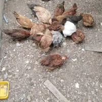 فروش مرغ و جوجه