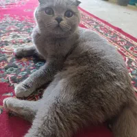گربه ماده اسکاتلیش دبل فولد وارداتی اصیل