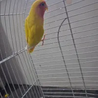 طوطی برزیلی جفت|پرنده|کرج, حصار|دیوار