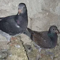 کبوتر دوبر وطوقی کمری|پرنده|اردبیل, |دیوار