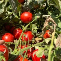 فروش انواع نشا میناب رودان کهورستان|خدمات باغبانی و درختکاری|بندرعباس, |دیوار