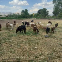 فروش بز و بزغاله