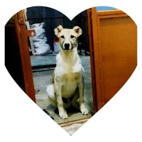 توله میکس پژدر و سراب