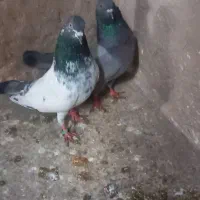 کبوتر پاکستانی