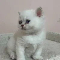 توله گربه بریتیش|گربه|شیراز, دکتر حسابی|دیوار