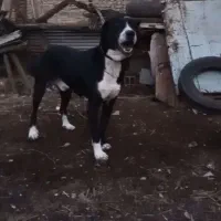 سگ مخصوص نگهبانی باغ دامداری یا خانه ویلای|سگ|گرگان, |دیوار