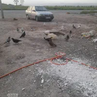 کبوتر پرشی