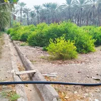 فروش باغ، زمین کشاورزی و ساختمان گاوداری