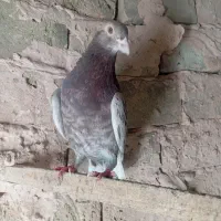 هفرنگ سرخ نر