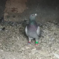 کفتر