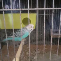 مرغ عشق نر