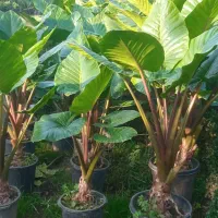 فروش انواع گل