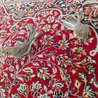 دوتا عروس هلندی تازه دون خوررام  آماده برای دستی