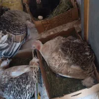 بوقلمون ماده کرک بودن تخم ۳۲۰۰ت