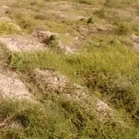 زمین کشاورزی دیم