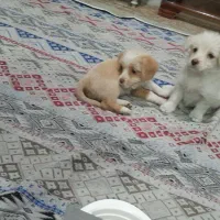 سگ پودل و ترییر|سگ|باغستان, |دیوار