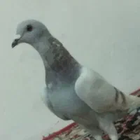چفت نر لای. و مگس|پرنده|زابل, |دیوار