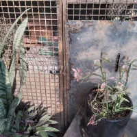 فنس آهنی مقاوم|مصالح و تجهیزات ساختمان|رودبار, |دیوار