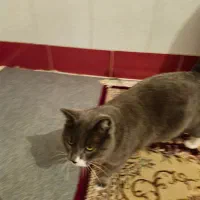 فروش گربه خانگی پرشین جنس نر به قیمت ۱۵ میلیون