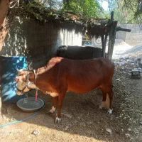 گاو|حیوانات مزرعه|گله دار, |دیوار